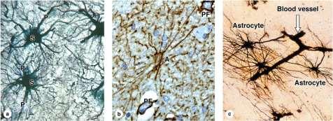 ръбец Протоплазмени астроцити: в сивото мозъчно вещество свързани с nexus и глиофибрили GFAP Централни глиоцити