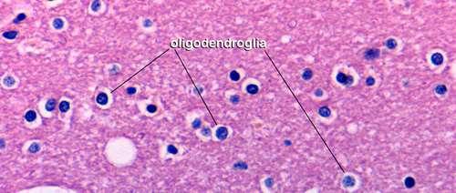 Олигодендроцити: o o o o произход прогениторни клетки в ембрионалната нервна тръба в сивото и бяло мозъчно вещество по-малко израстъци миелин-образуващи клетки в ЦНС електрична