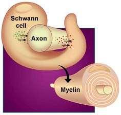 гребен миелин-образуващи клетки в ПНС