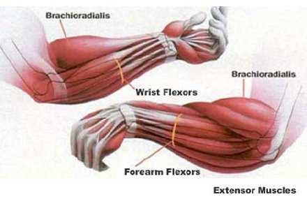 Мускулно сухожилие Прикрепващ апарат на мускулите форма - според формата на мускула (tendo, aponeuroses) дебелина - до 20% от тази на мускула структура -
