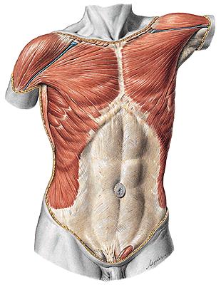 Мускулно сухожилие Прикрепващ апарат на мускулите форма - според формата на мускула (tendo, aponeuroses) дебелина - до 20% от тази на мускула структура -
