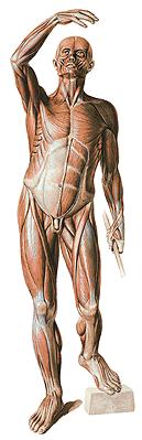 Обща характеристика на скелетните мускули Брой - 400 мускула, 40 %