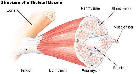 Мускулът като орган Строеж на мускула тяло