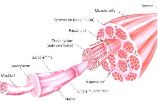 Мускулът като орган Структура на мускула Контрактилна част Екстрафузални мускулни влакна (1 35см.