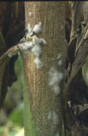 Петната се разширяват и обхващат цялата листна петура и дръжката. Инфекцията преминава по стъблото, в основата на листните дръжки, където се образуват едри, черни, ясно ограничени, елипсовидни петна.