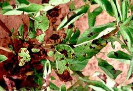 Оранжерийна белокрилка Вреда нанасят възрастните индивиди и ларвите, смучейки сок от листата и вегетационния връх на растенията.