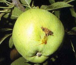 Ябълков плодов червей Наблюдава се по-късен летеж на пеперуди от първо поколение на неприятеля, в сравнение с предходната година и яйцеснасяне.