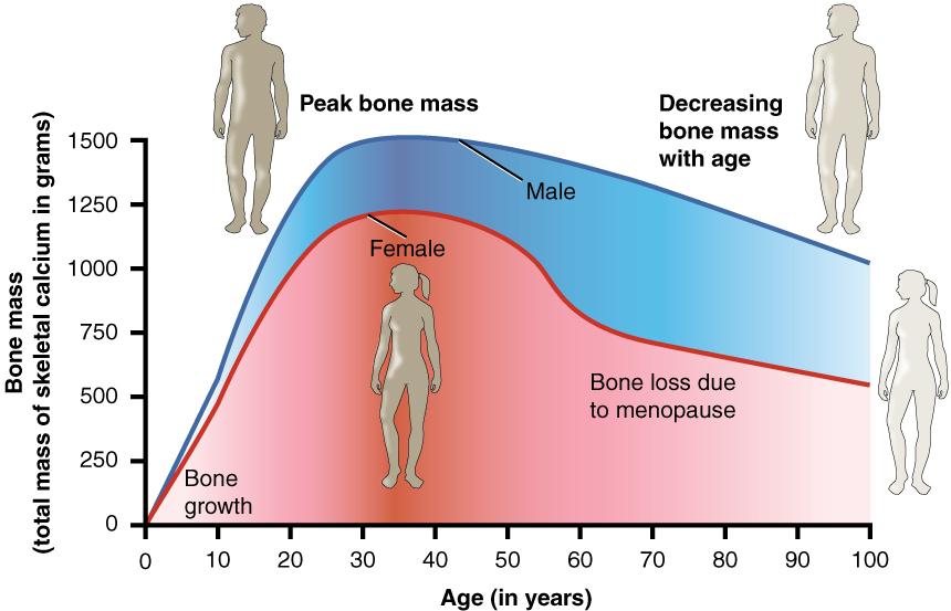 WHOLE: Благоденствие и здравословен избор за възрастни хора и техните болногледачи Грижа за ставите и костите в напреднала възраст ВЪВЕДЕНИЕ Нашите кости винаги се променят в отговор на околната