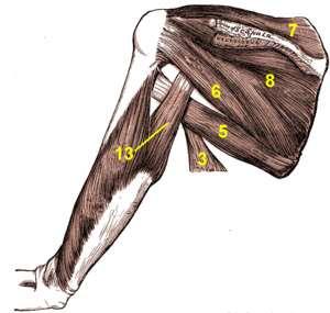 (trilaterum) foramen axillare laterale (quadrilaterum) мастни