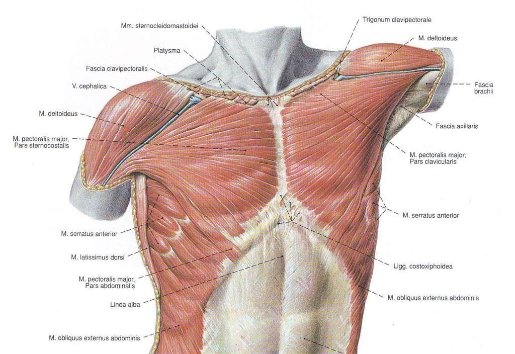Мускули на гръдната стена