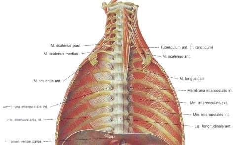 Междуребрени пространства, spatia intercostalia брой 11 строеж: междуребрени мускули: mm. intercostales externi mm. intercostales interni mm.