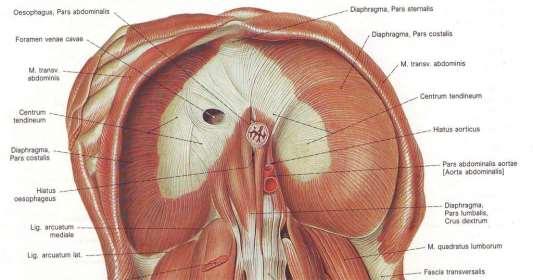 еластичните сили на белодробната тъкан налягането на коремните органи съкращенията