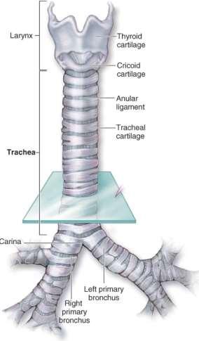 Дихателна тръба (Trachea)