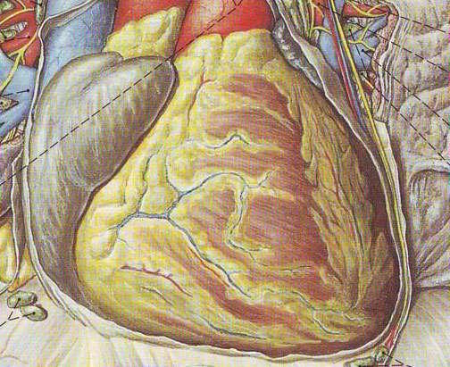 Среден медиастинум Сърце (cor, cardia)