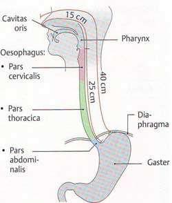 Топографска анатомия pars cervicalis 5-6 cm pars thoracica