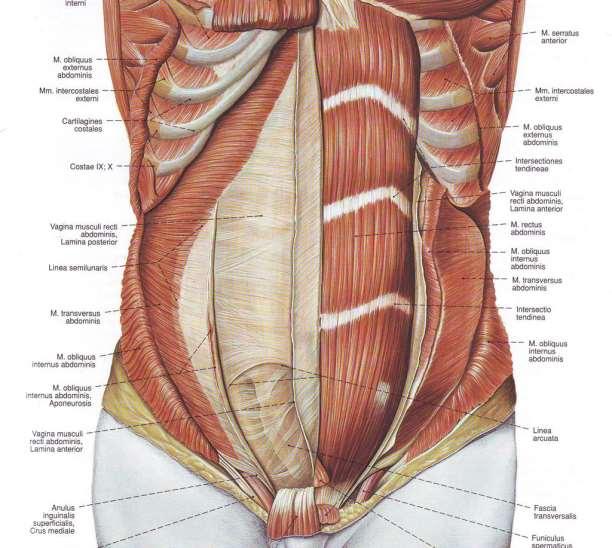 vagina musculi