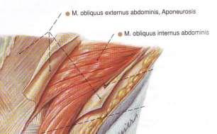 Слабинен канал: стени предна: m.obliquus ext.