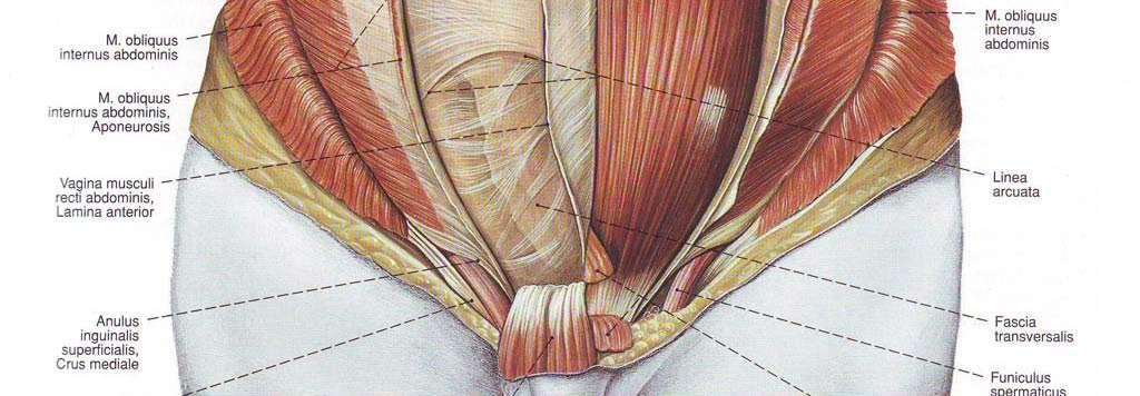 inguinale задна: fascia transversalis горна: долни