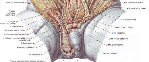 Funiculus spermaticus: съдържание ductus deferens артериални