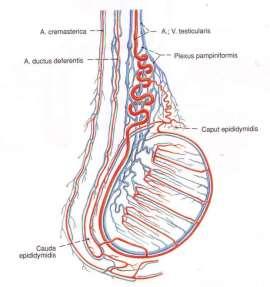 testicularis венозни съдове: plexus pampiniformis лимфни съдове: