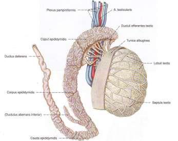 testicularis до поясни лимфни възли нервни сплетения: сетивни и