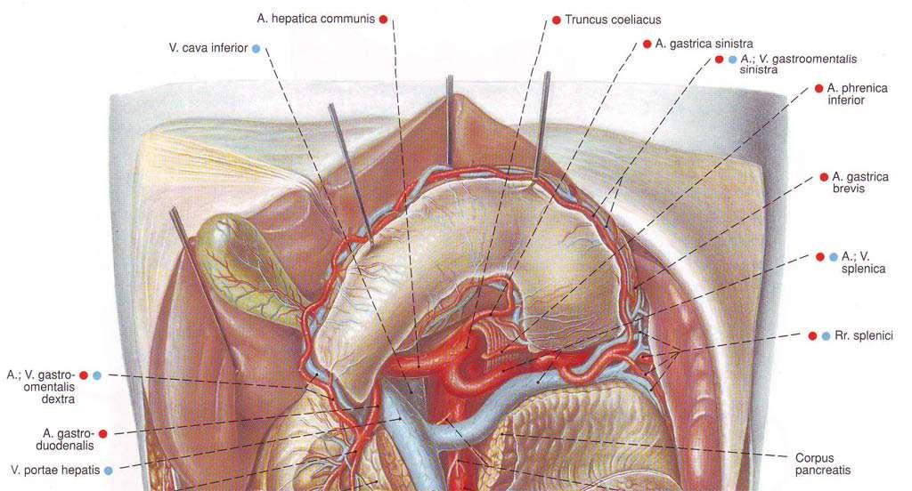 Чревен ствол, truncus celiacus на ниво XII гръден прешлен дължина 1-2 cm над тялото на панкреса се