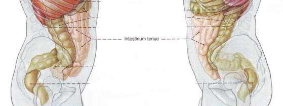 скелетотопия: L 2 -L 4 Мезентериално тънко черво intestinum tenue