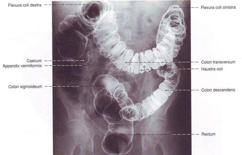 Colon: рентгенография
