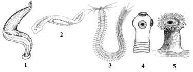 РАЗДЕЛ В 58. На фигурата са представени микроскопски снимки на растителни тъкани. I. Запишете с думи в колона I на таблицата в Листа за отговори кои са тъканите, означени на фигурата с А, Б, В. II.