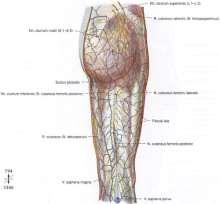 femoropoplitea fascia lata разцепване мускулен слой: m.