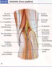 колянната става fossa poplitea послоен строеж: кожа тънка и