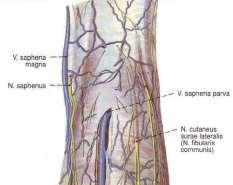 cutaneus femoris posterior n. saphenus n.