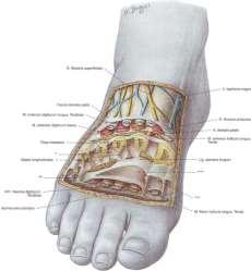 peroneus tertius (tendo) субфасциално мускули, съдове и нерви: повърхностен слой дълги разгъвачи на пръстите дълбок слой къси разгъвачи на