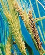 главня по пшеницата Ustilago tritici Поражения от Кафява праховита главня по ечемика Ustilago nuda Заболявания по корените и