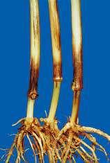 Симптомите при вече поникналите растения се изразяват в потъмняване в основата на стъблата (базично гниене; септориозно