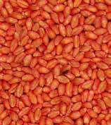 Да не се използват обеззаразени семена за храна за животни или за производство на брашно.