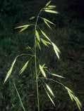 Основни плевели в пшеницата Широколистни плевели Лепката е едногодишно тревисто растение, което се размножава със семена.