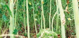 Механизъм на действие Бутизан е селективен системен хербицид за почвено или ранно вегетационно приложение. Той се поема предимно чрез корените и частично от листата на поникващите плевели.