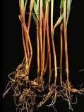 Основни заболявания по пшеницата Брашнестата мана е заболяване, което се развива през целия вегетационен период - от най-ранните фази до восъчна зрялост.
