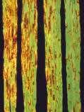 Черната стъблена ръжда се наблюдава найчесто по стъблата и по-рядко по останалите зелени части. На вид изглежда кафява, но името си носи от това, че е най-вредоносната ръжда от всички известни.