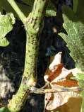 Основни заболявания по лозята Мана по лоза Маната напада всички зелени части на лозата. По-листата и се развиват бледозелени воднисти петна с бял плесенов налеп от долната им страна.