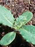 Контролира се чрез Стомп Аква, Уинг П, Арат, Камбио и Рекорд. Свиница още известен като Бутрак е едногодишен късно-пролетен плевел. Размножава се чрез семена. Пониква през април-май.