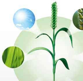 синтеза на етилен Силен зелен ефект По-висока устойчивост