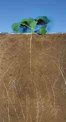 Закалени растения с повишена студоустойчивост Добре развита коренова