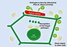 В допълнение към тази пряка активност, фосфоновата киселина стимулира естествената защита на растението локално и системно поради