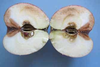 !! Белис Специалистът срещу складови заболявания и брашнеста мана при ябълки и круши Иновативен, системен, комбиниран фунгицид срещу широк спектър гъбни болести при различни култури с предпазно,