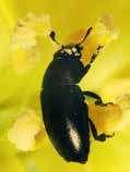Неприятели по рапицата Неприятели по овощните култури Рапичен цветояд е основен неприятел по време на бутонизиция и цъфтеж на рапицата. Представлява дребно (около 3 мм) бръмбарче с бронзовозелен цвят.