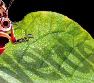 След като се поеме от насекомите, предизвиква блокиране на нервните импулси в натриевите канали на нервните клетки на неприятелите