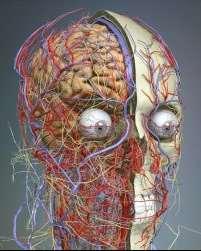 Топографска анатомия. Глава: главови области 1. Принципи на топографската анатомия 2.