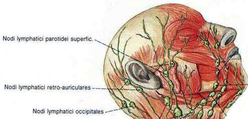 съдово-нервни снопове: шест снопа Regio frontoparietooccipitalis съдово-нервни